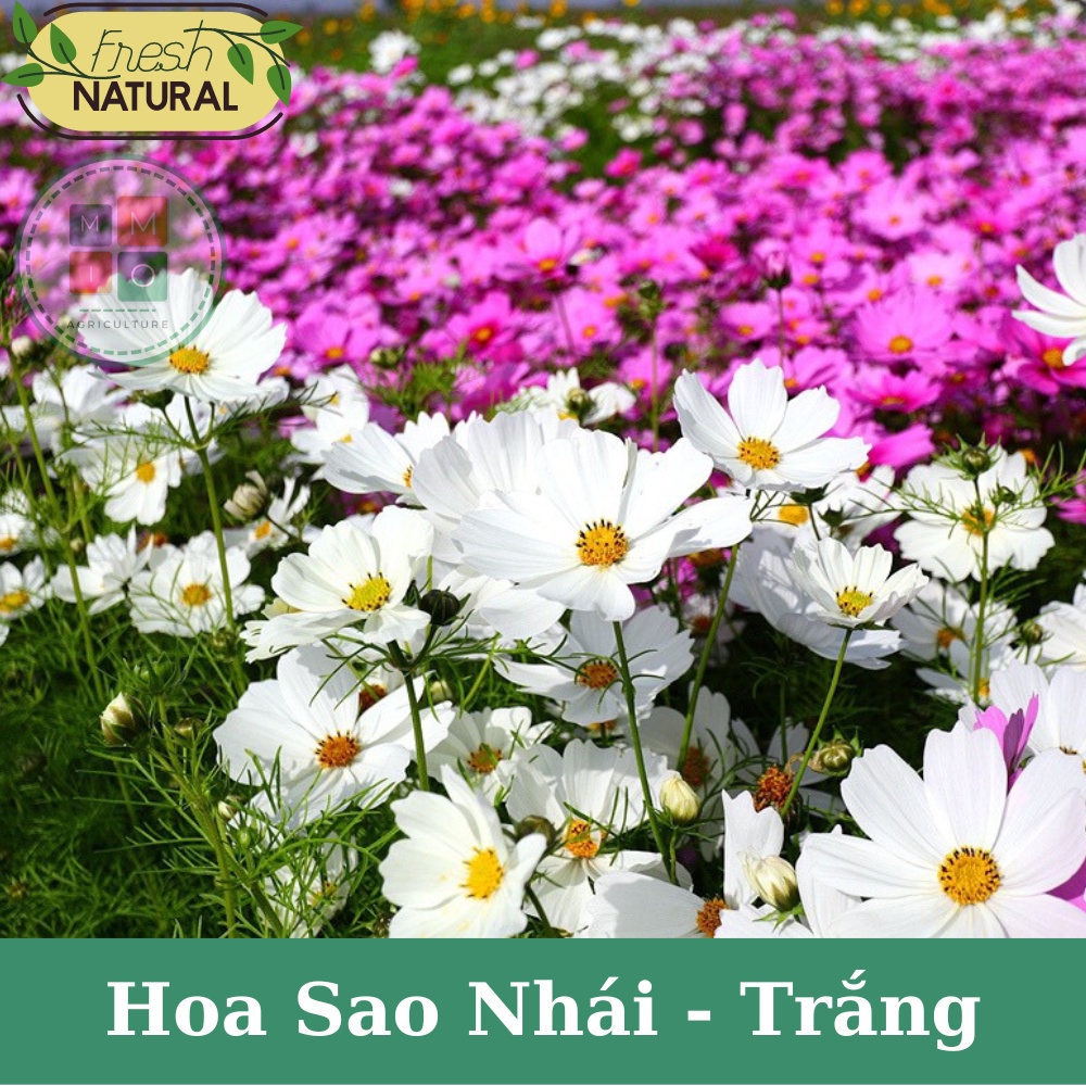 Hạt giống hoa sao nhái trắng cánh to - Siêu dễ trồng, hoa nở bốn mùa