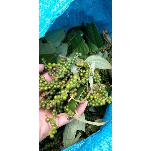 Tiêu đen nguyên chất nhà trông không hoá chất túi 0.5kg