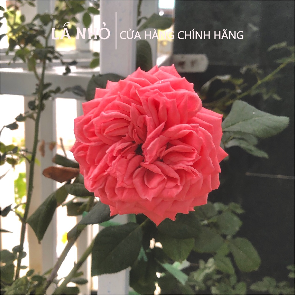 Nến thơm Handmade Candle LÁ NHỎ Rose Heart  Quyến rũ Tinh tế