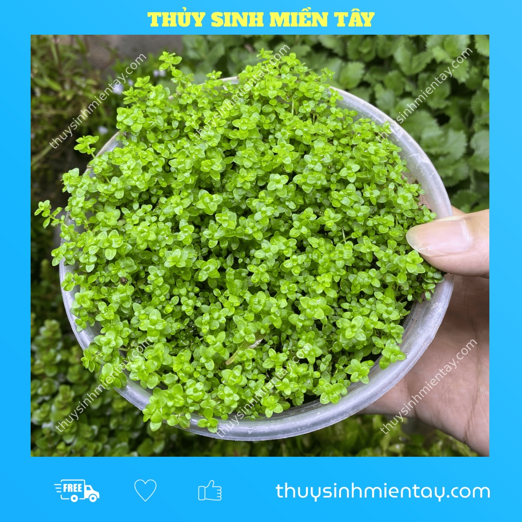 Cây trân châu cao thủy sinh cần ít co2