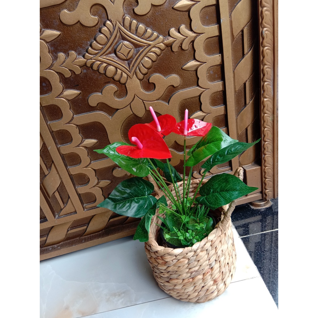 HOA HỒNG MÔN LOAI NHỎ (KÈM CHẬU NHƯ ẢNH) HOA ĐẸP NHƯ THẬT. DÙNG ĐỂ TRANG TRÍ, TẶNG QUÀ ĐẦY Ý NGHĨA