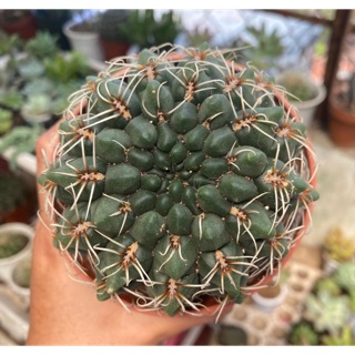 XƯƠNG RỒNG THẦN LONG LỚN - TẶNG KÈM CHẬU SỨ