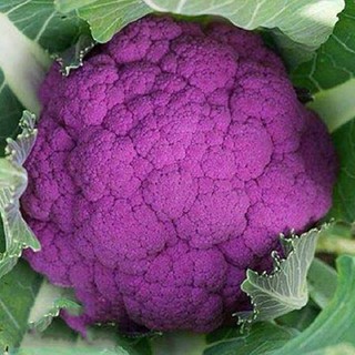 Hạt giống Súp lơ tím Nga (Gói 40 - 50 hạt)
