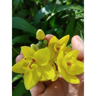 Lan Chu Đinh (hàng đột biến, nhiều màu)