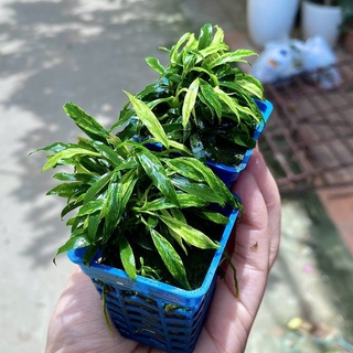 Ráy lưỡi hổ cẩm thạch mini - cây thủy sinh