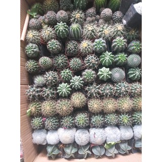 sương rồng mini cực cute tự chọn
