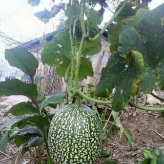 HẠT BÍ MÈO HÀ GIANG 100k/0,5kg