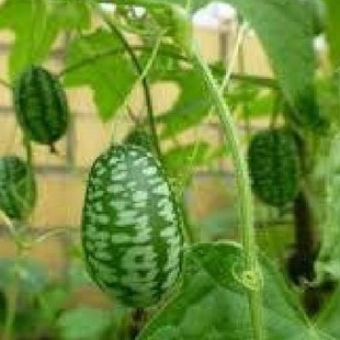 Hạt giống dưa hấu tí hon - 1 gói 10 hạt - Tặng gói kích hạt nảy mầm