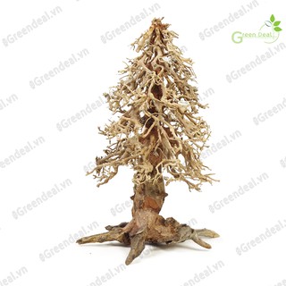 Bonsai Driftwood | Lũa Bonsai trang trí hồ cá thủy sinh