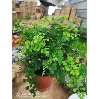 Cây TÓC THẦN VỆ NỮ