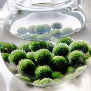 Tảo cầu hạnh phúc Marimo cho các bạn thả bể thủy sinh trang trí bàn làm việc, DIY