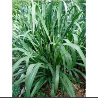 Hạt giống cỏ sả lá lớn Ghine 100 gram