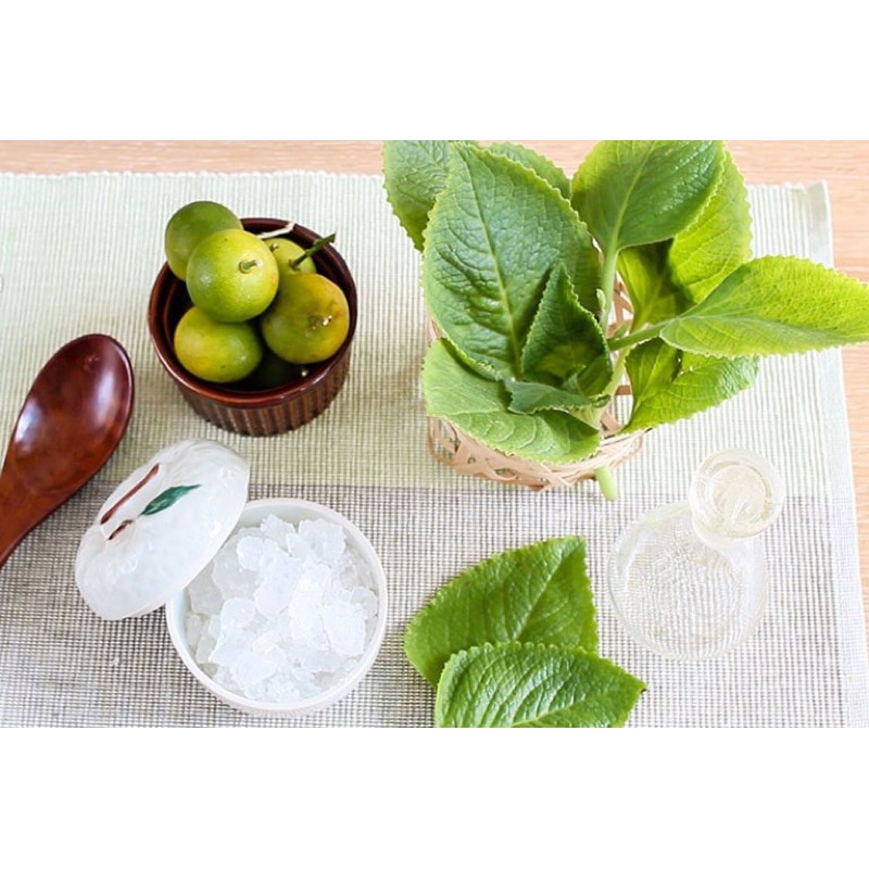 Chậu cây tần dày lá húng chanh