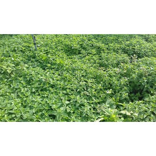 Tinh dầu bạc hà nguyên chất