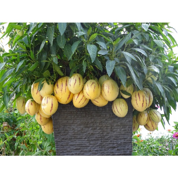 Hạt Giống Dưa Pepino (tặng kèm phân bón)