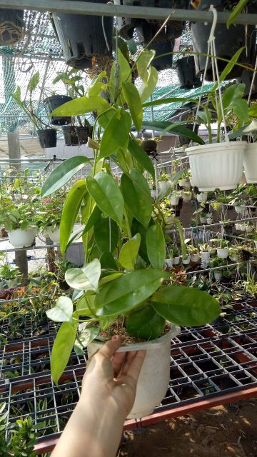 Lan cẩm cù chậu lớn sắp hoa đủ màu