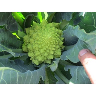 Súp Lơ San Hô - Smile Seeds