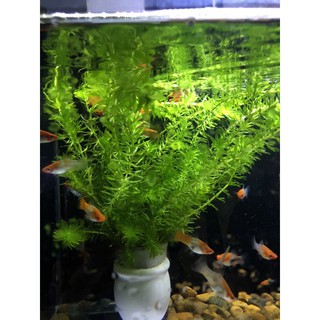 [CÂY THUỶ SINH ] Rong đuôi chồn