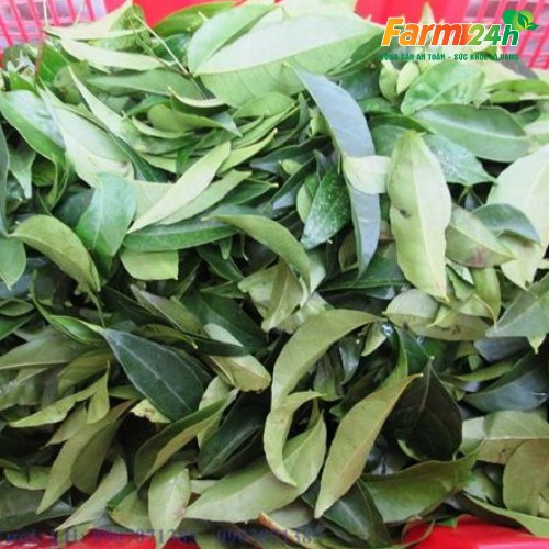 [1kg] Lá mắc mật tươi Tây Bắc làm gia vị cho nhiều món nướng | Farm24h