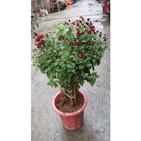 Cúc cổ Sơn la hàng 1 thân