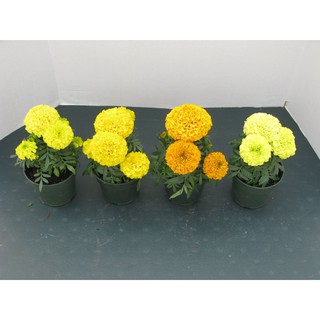 ( BOK GARDEN ) HẠT GIỐNG HOA CÚC VẠN THỌ MỸ 50 HẠT