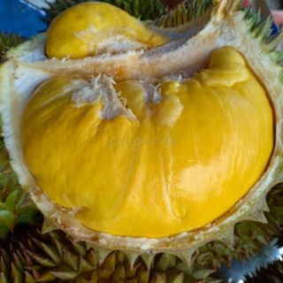 Cây giống sầu riêng óc khỉ