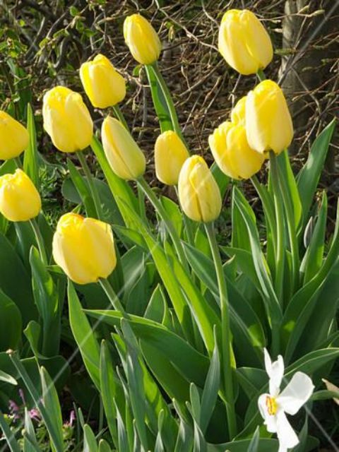 Củ hoa tulip màu vàng đẹp lung linh trồng tết