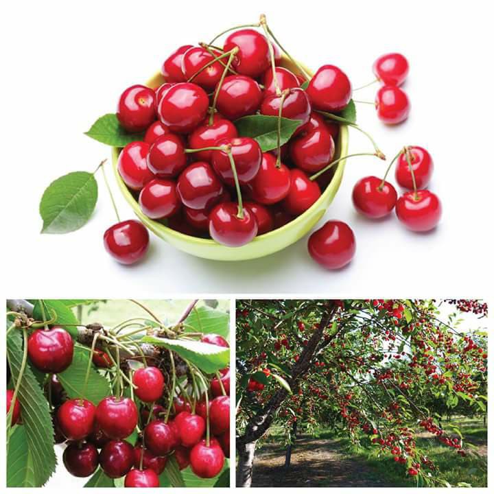 CÂY GIỐNG CHERRY BRAZIL CHỊU NHIỆT,QUẢ TO ĐỎ MỌNG CAM KẾT CHUẨN GIỐNG F1 - CGCRQD