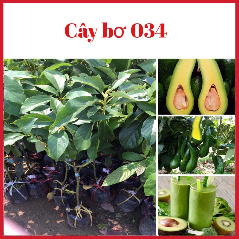 Cây bơ 034 quả dài hạt nhỏ cơm vàng mềm dẻo (ảnh thật hình cuối)