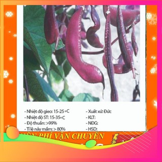 [TOP] Hạt Giống Đậu Ván Tím - 10 Hạt [ Tặng Kèm 1 Viên Nén Xơ Dừa ] VIETGAR