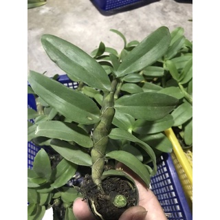 Phi điệp trầm 6 mắt gieo hạt