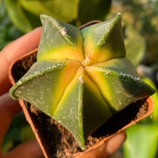 XƯƠNG RỒNG ASTRO LEM VÀNG SIÊU ĐẸP - TẶNG CHẬU