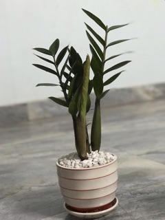 Cây kim tiền nhỏ cả chậu
