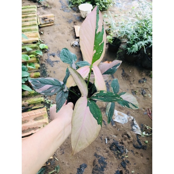 🍓Syngonium Pink Splash 🍓