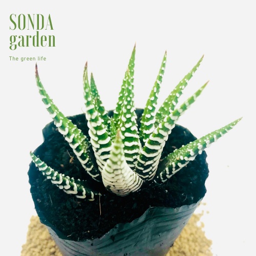 Sen đá móng rồng SONDA GARDEN size bé 5-8cm, xuất xứ Đà Lạt, khoẻ đẹp, lỗi 1 đổi 1