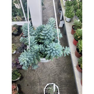 Sen Đá Sỏi Cánh Dài