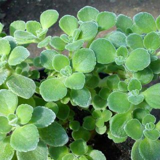 Cây nhất mạc hương