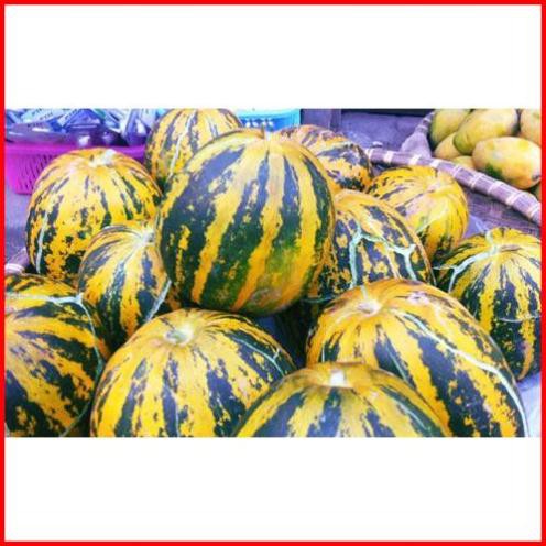 hạt giống Dưa bở quả tròn