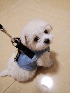 Áo yếm jean dây dắt DÀNH CHO CHÓ MÈO