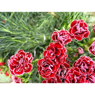 Hạt giống hoa Cẩm chướng kép mix