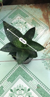Lưỡi hổ xanh lùn (cây cảnh phong thủy)
