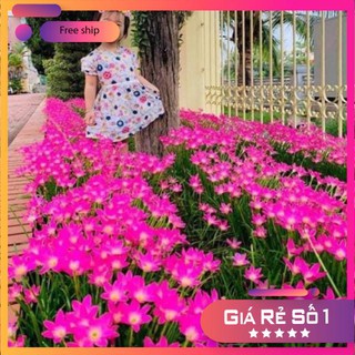 Củ hoa Huệ Mưa Hồng Sen (Size Mẹ / Baby)