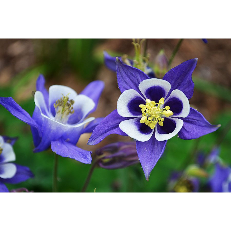 Hạt Giống Hoa Lan Chuông (Bồ Câu) 50 Hạt