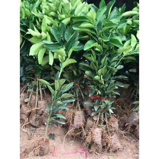 cây giống bưởi ruby thái lan