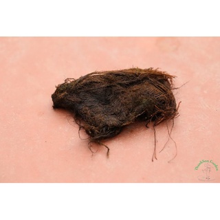 100g rễ lục bình khô (bèo tây)