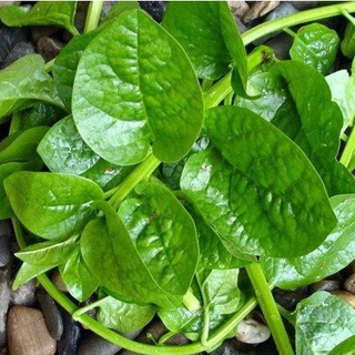 Hạt giống rau mồng tơi (gói 10gr, tặng kèm phân)