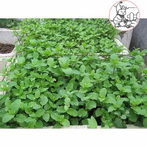 Hạt giống húng chanh bạc hà ta  rau thơm dễ trồng giá rẻ