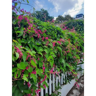 20 hạt giống Hoa Ti Gôn tím