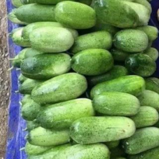 Hạt giống dưa chuột mèo Thái Lan F1