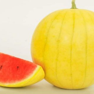 Hạt giống dưa hấu vàng ruột đỏ gói 10 hạt